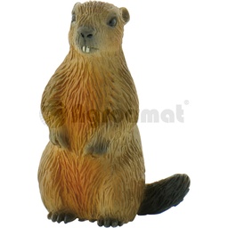 [AMAT3-91195] Marmota