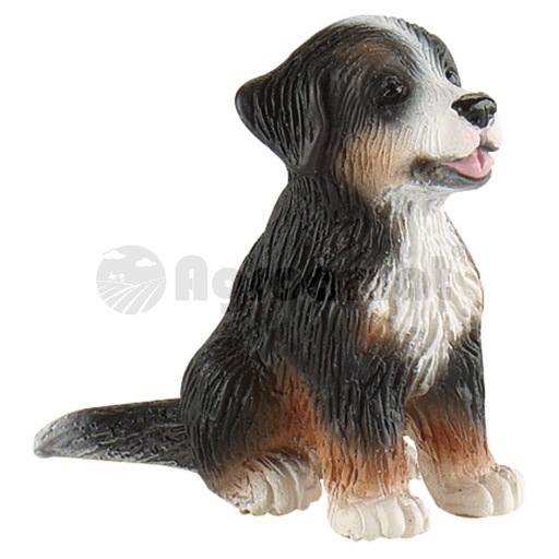 [AMAT3-91211] Pui St. Bernard Joy