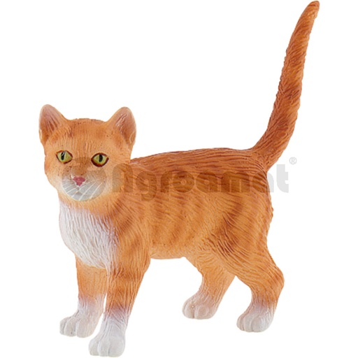 [AMAT3-91218] American Shorthair Francis